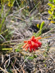 Erica cerinthoides