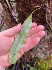 Microsorum pustulatum pustulatum