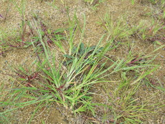 Eleusine indica