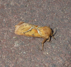 Triodia sylvina