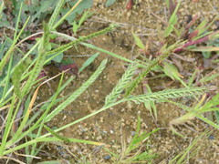 Eleusine indica