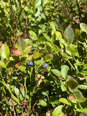Vaccinium myrtillus