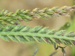 Eleusine indica
