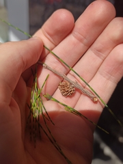 Casuarina equisetifolia