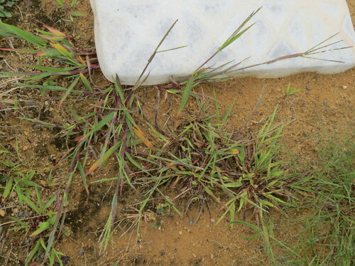 Digitaria ischaemum iNat (3)