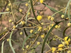 Acacia verniciflua