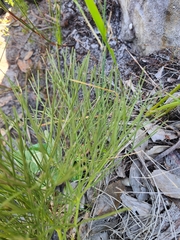 Nanobubon strictum
