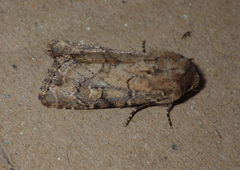 Luperina testacea