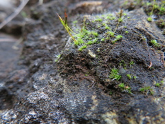 Tortula muralis muralis