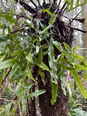 Microsorum pustulatum pustulatum