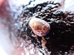 Aeolidia