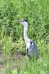 Ardea cinerea jouyi