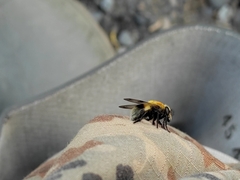 Volucella bombylans