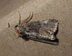 Mesoligia furuncula