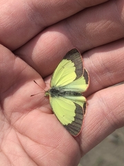 Colias palaeno