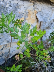 Notobubon galbanum