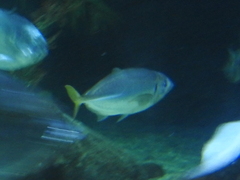 Caranginae
