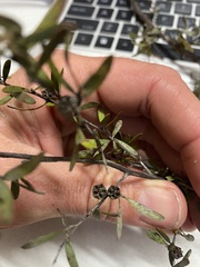 Leptospermum brevipes