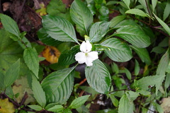 Impatiens