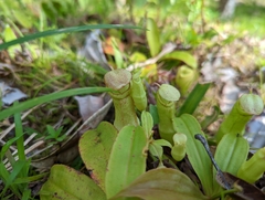 Nepenthes mirabilis
