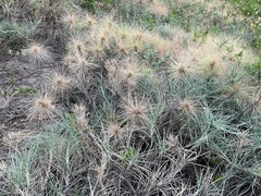 Spinifex littoreus
