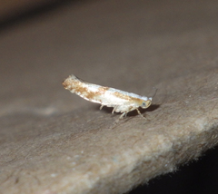 Argyresthia