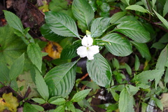 Impatiens