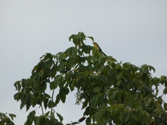 Icterus spurius