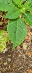 Impatiens parviflora