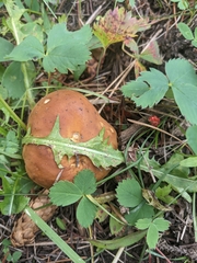 Boletus edulis