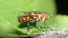 Winthemia angusta