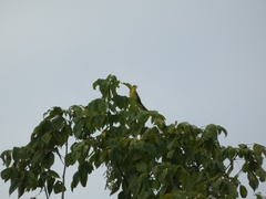 Icterus spurius