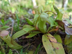 Nepenthes mirabilis