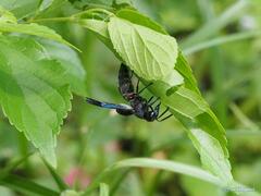 Anterhynchium flavomarginatum