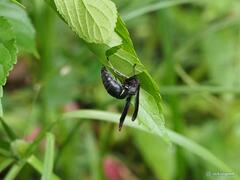 Anterhynchium flavomarginatum