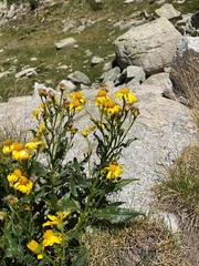Senecio pyrenaicus