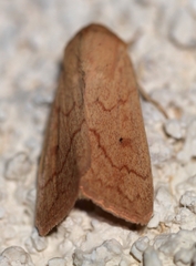 Mythimna vitellina