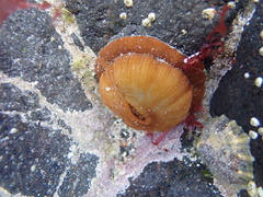 Actinia equina