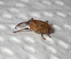 Curculio