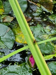 Helophilus pendulus