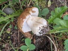 Boletus edulis