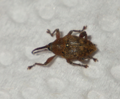 Curculio
