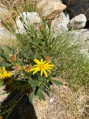 Senecio pyrenaicus