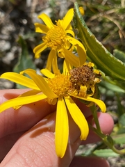 Senecio pyrenaicus