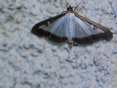 Cydalima perspectalis