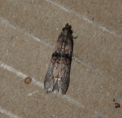 Nephopterix angustella