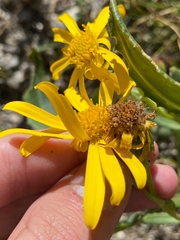 Senecio pyrenaicus