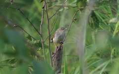 Prinia polychroa