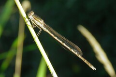 Sympecma fusca