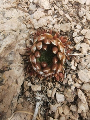 Orostachys